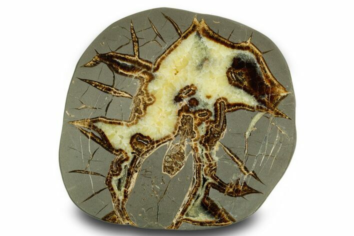 Polished Septarian Slab with Partial Ammonite Fossil - Utah #378539